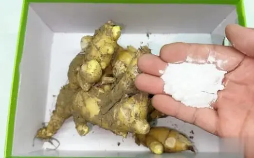 Keep Ginger from Sprouting All Year