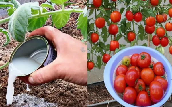 The secret to growing tomatoes full of fruit without pesticides