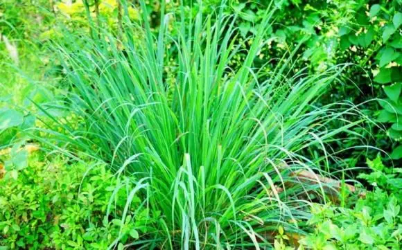 rắn, cách phòng ngừa rắn, cách chống rắn vào nhà