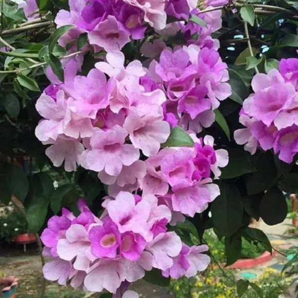 rắn, cách phòng ngừa rắn, cách chống rắn vào nhà