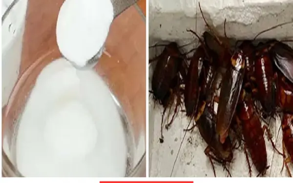 how to repel mosquitoes and cockroaches