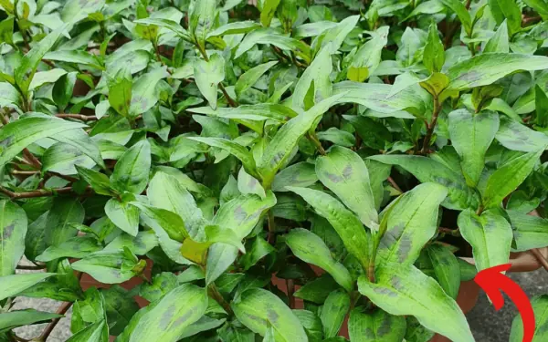 No matter how small your house is, you must grow this plant in your house.