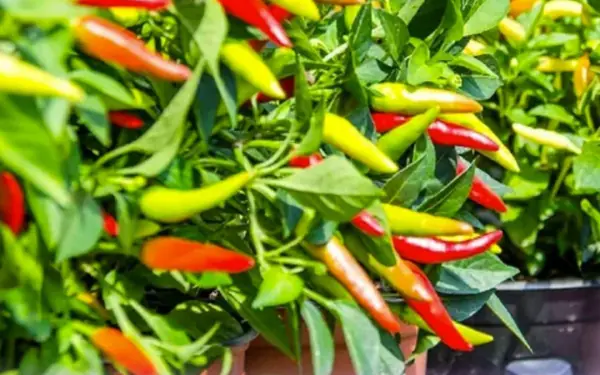 When growing chili, don't just water it with plain water.