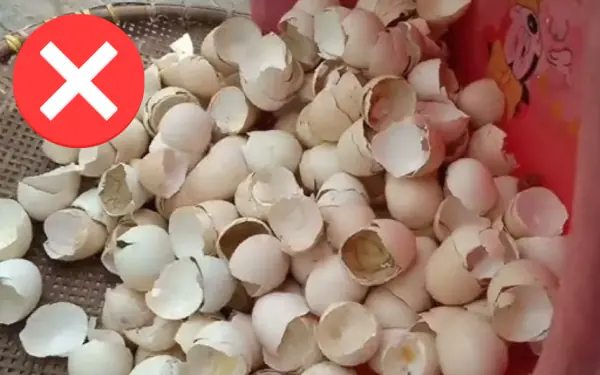 8 ways to use eggshells, both effective and save money