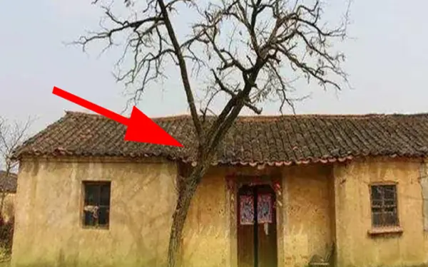 5 plants planted in front of the house guarantee eternal poverty