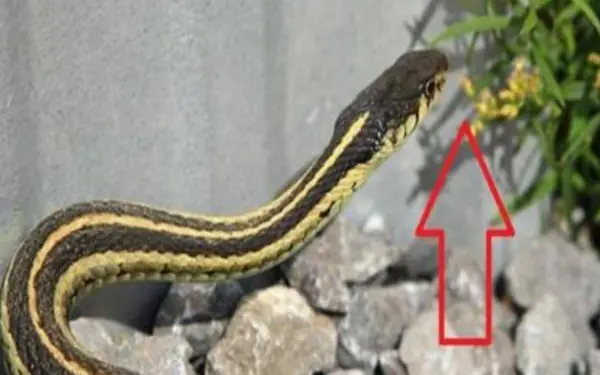 Replanting snake-repellent plants to protect your family.