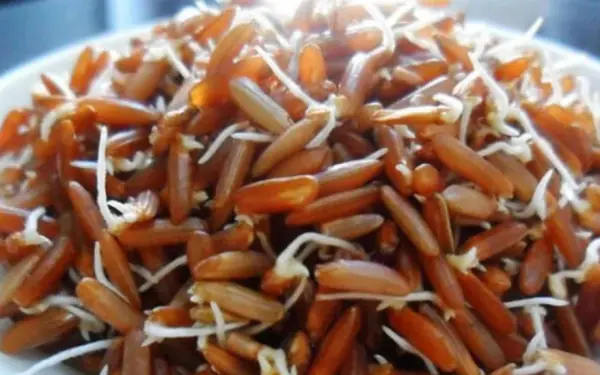 Don't throw away these 4 sprouting foods