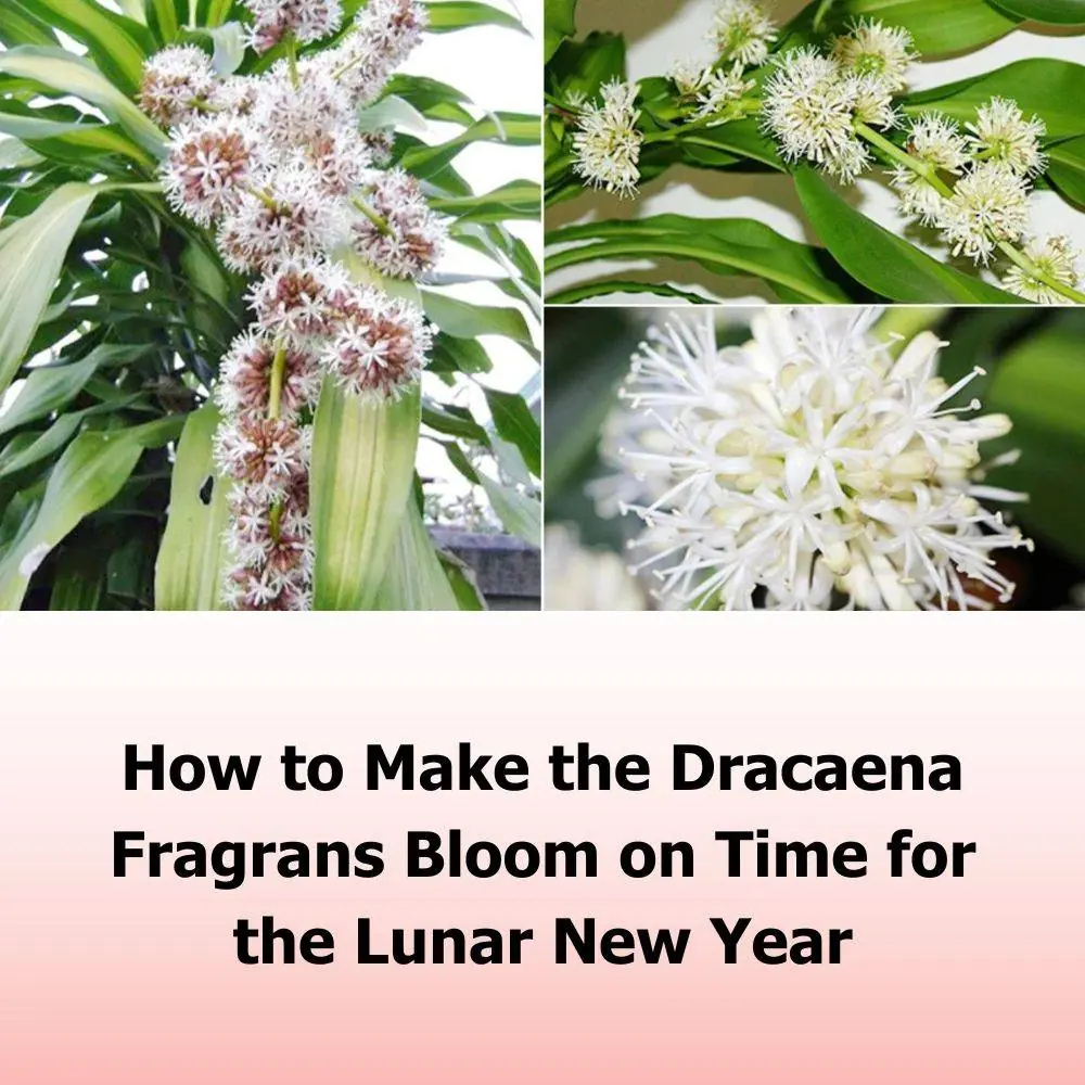 Fragrans Tips for Encouraging Dracaena Fragrans to Bloom