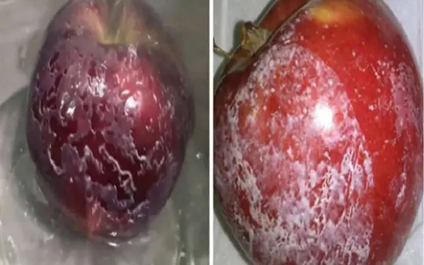 Pour hot water into the apple, the chemicals will show immediately