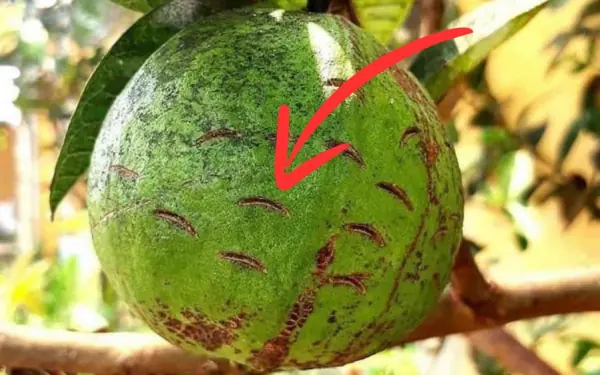 Se:crets growers don't want you to know