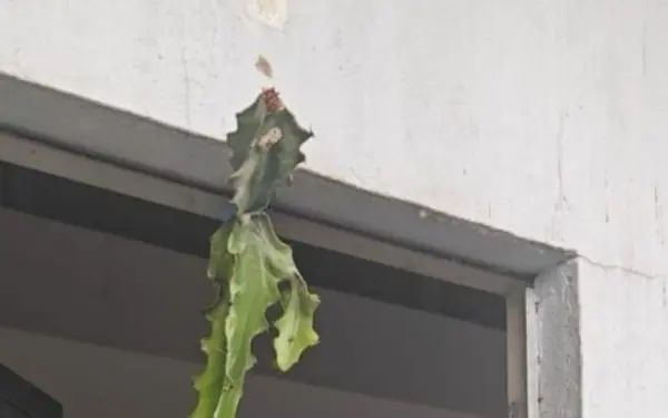 If you go to buy a house and see this, run away immediately