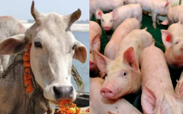 Why do Indians absolutely not eat beef and pork?