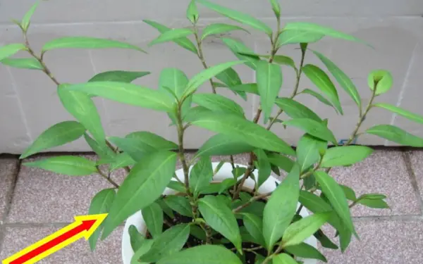 No matter how small your house is, you must grow this plant in your house.