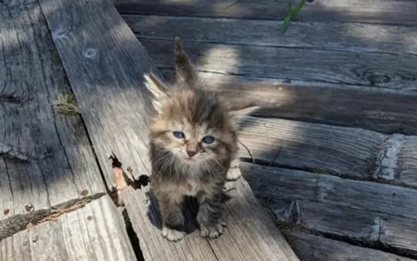 The normal person will see one cat and not know where the second one is