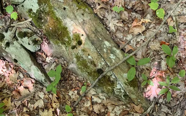 Eyes must have 10/10 ability to see the snake in the picture