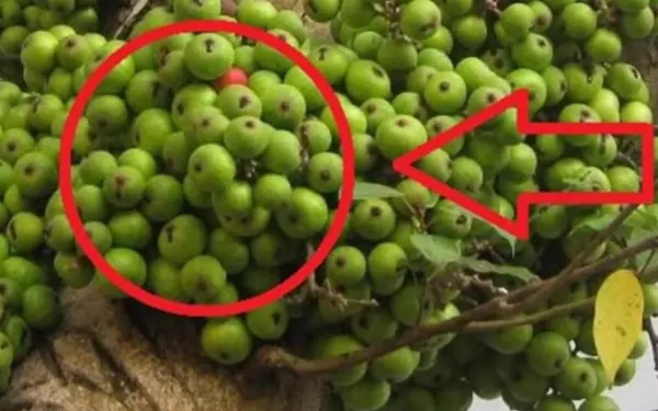 Those who grow these plants need to pay attention