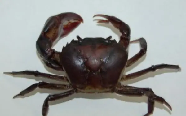 Many people do not know why crabs have big and small claws.