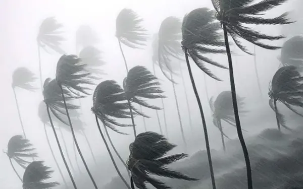 Why coconut trees are not uprooted in storms like other trees?