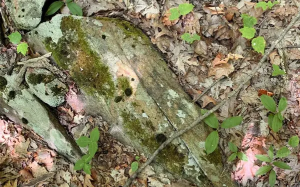 Only sharp eyes can detect the snake in the picture
