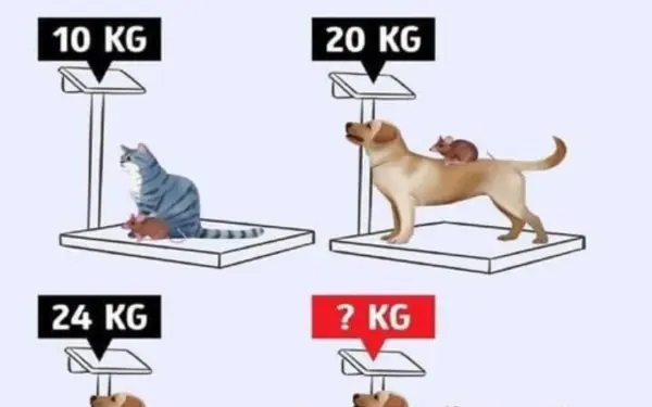 How many kg do 3 animals weigh?
