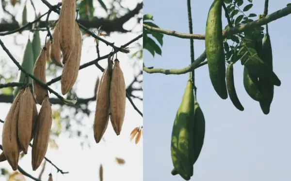 Fact: many adults do not know what fruit this is