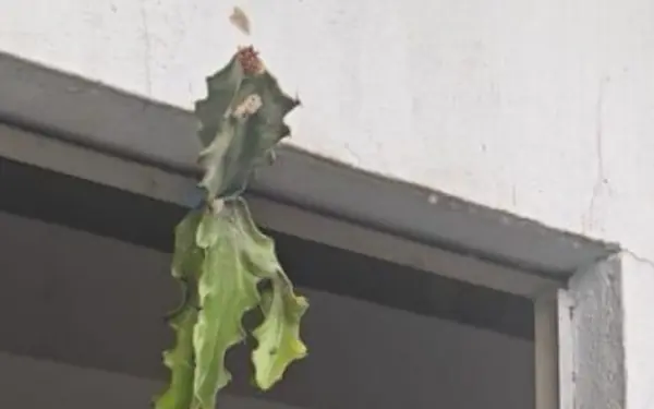 If you go to buy a house and see this, run away immediately