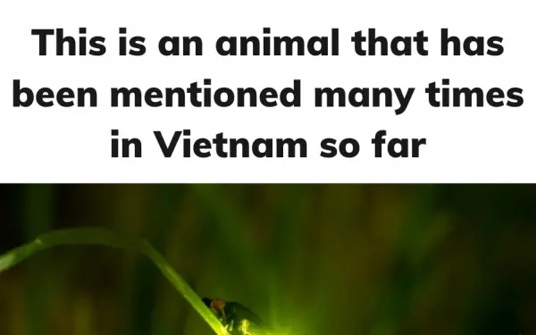 This is an animal that has been mentioned many times in Vietnam so far