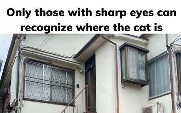 Only those with sharp eyes can recognize where the cat is