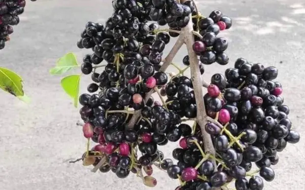 How can city people know what fruit this is?