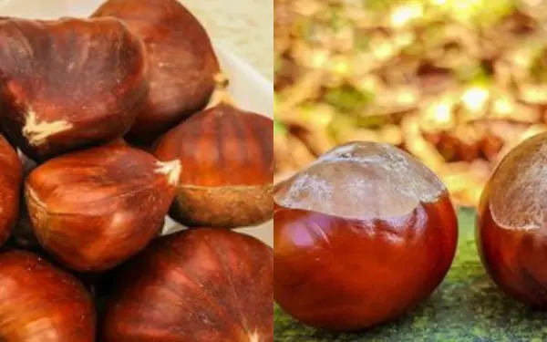 It is very dangerous for anyone who cannot distinguish between these two types of seeds.