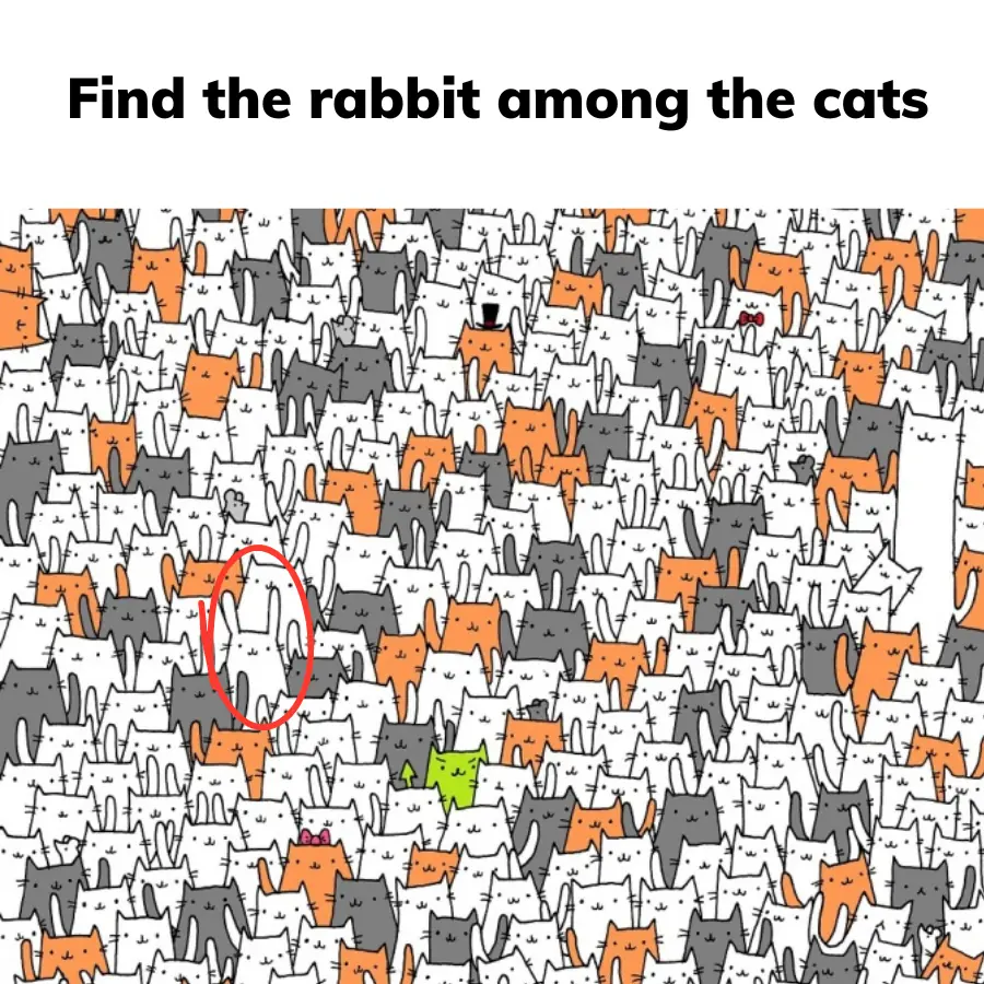 Find the rabbit among the cats