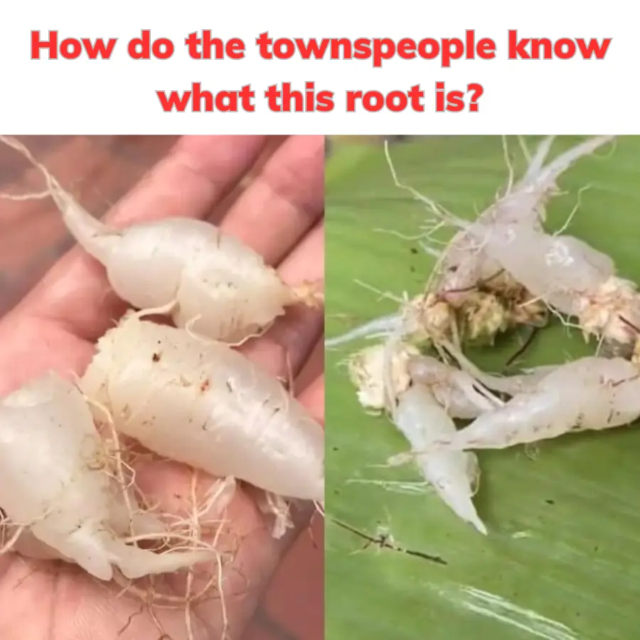 How do the townspeople know what this root is?