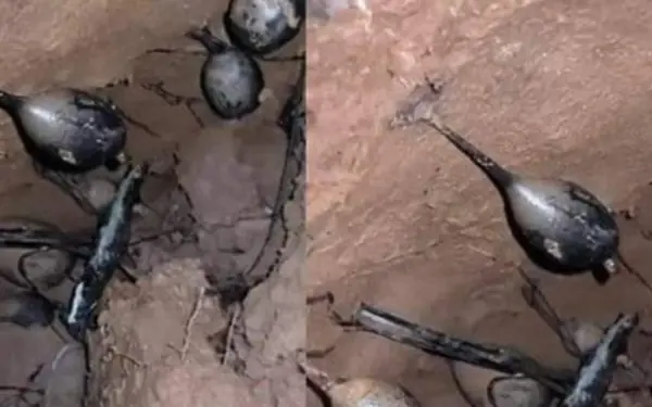 I was digging in the forest when I hit a nest. My friends told me to run away immediately