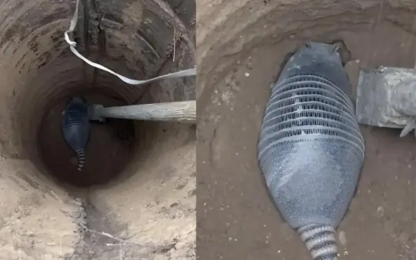 Dig a well and find this animal but i don't know what it is