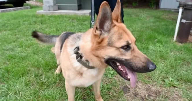 Shelter dog was was set to be euthanized — now has a new life as a fire department K9