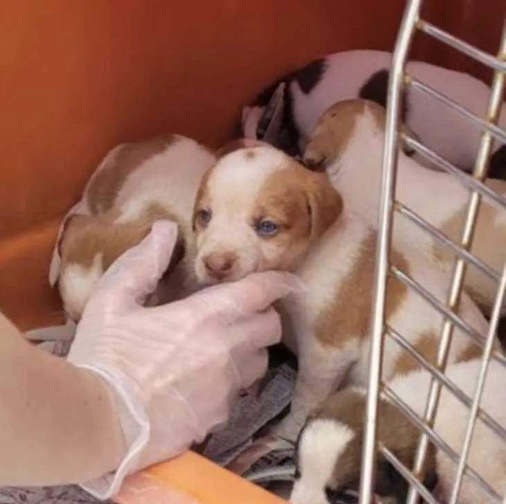 puppies in kennel 