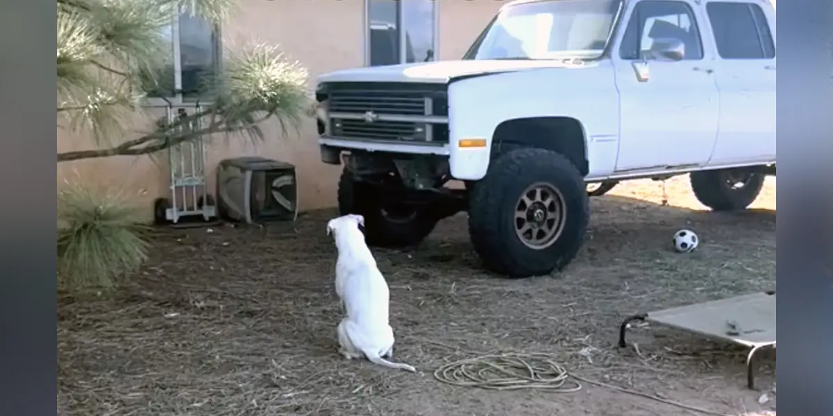 Family Discovers Why Their Deaf Dog Won't Stop Staring At This Broken Down Truck