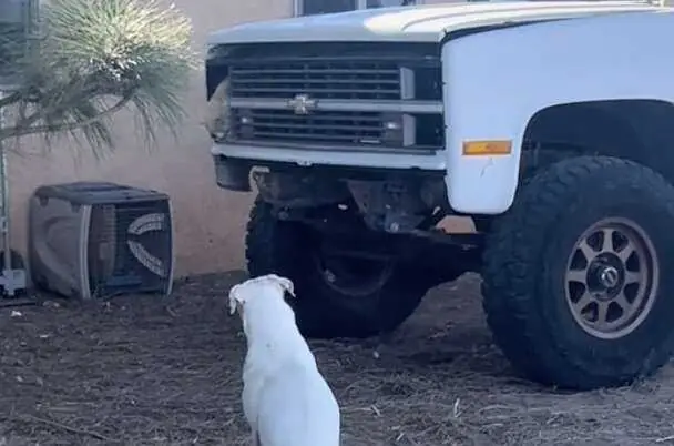 Dog staring at truck with cat coming out of it