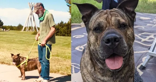 Man's dying wish is to find a new home for his beloved dog:  "Like trying to find a home for your child"