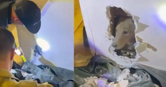 Firefighters smash through wall to rescue trapped dog — thank you