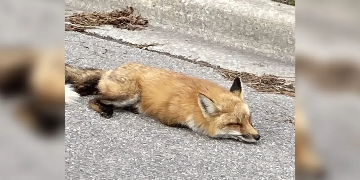 'Fainting' Fox Found Lying By Side Of The Road Shocks Rescue Team