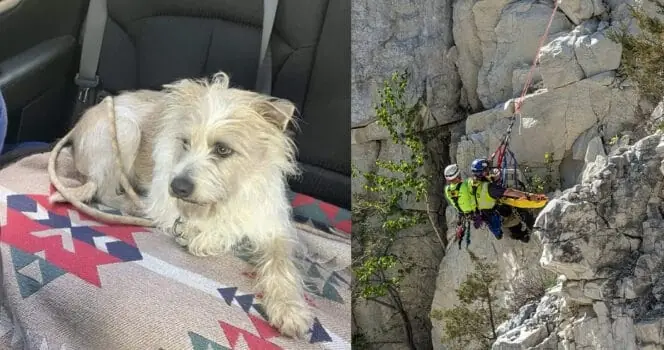 Dog survived 50-foot fall of cliff in quarry — rescuers rappel down to save his life