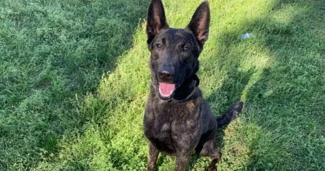Retired police K9 abandoned at shelter by handler, prompting outrage and investigation