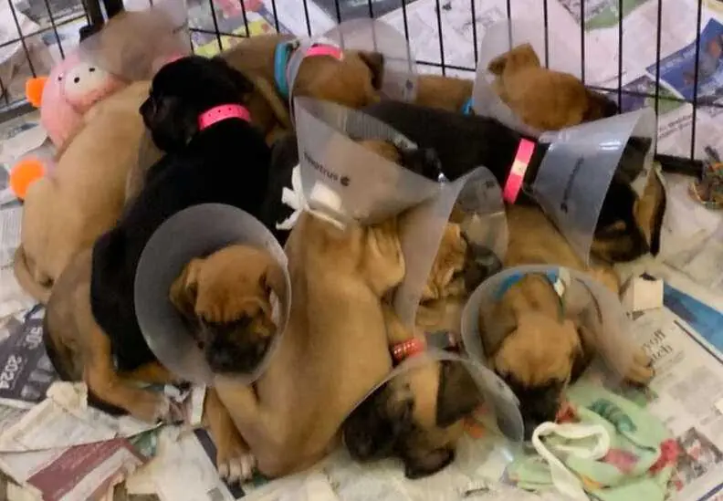 Mama Dog Abandoned For Giving Birth To Too Many Puppies