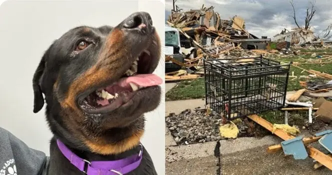 Dog miraculously survives after being tossed four blocks by a tornado