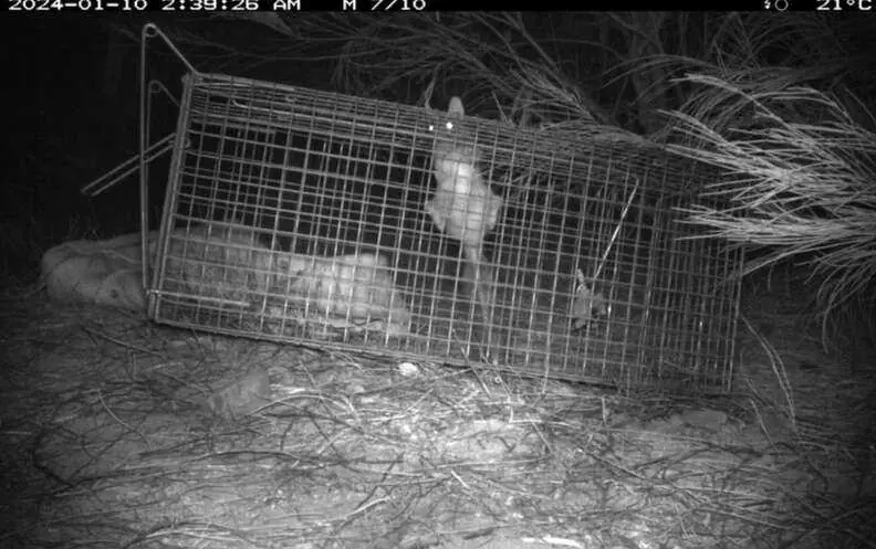 quoll on cage 