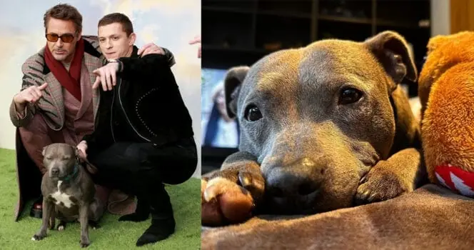 Tom Holland Announces Passing Of His Beloved Dog Tessa Missing My Lady 