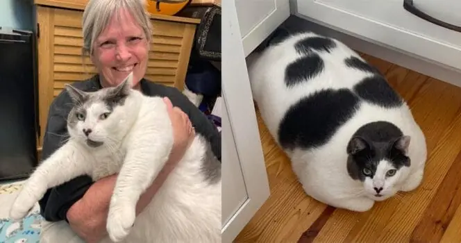 40-pound cat Patches made headlines due to his huge size — see his fitness progress one year later