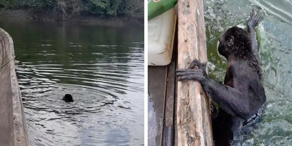 Boater Sees An Animal Struggling In The Water And Knows He Has To Help