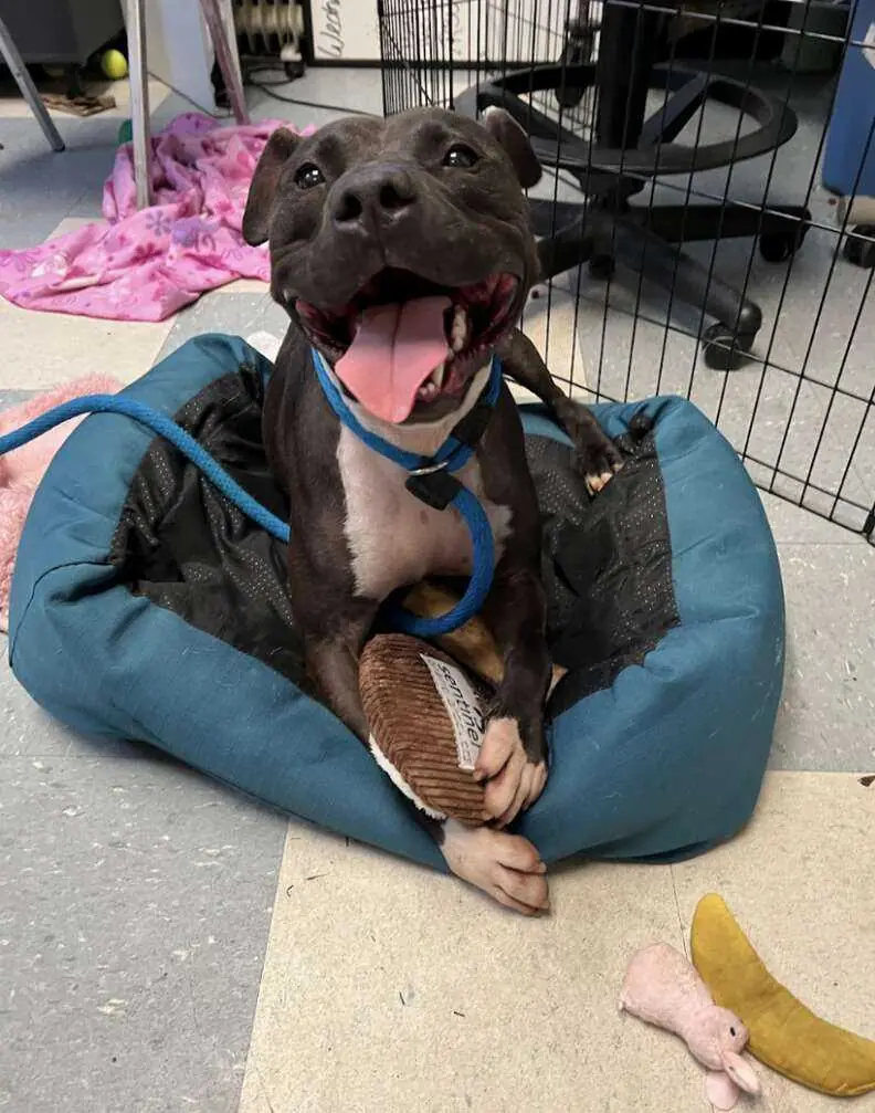 Shell Pa Dogs Dog Who’s Spent 886 Days In Shelter Can't Stop Smiling On 'Special Outing'